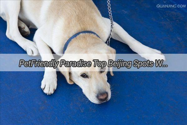 PetFriendly Paradise Top Beijing Spots Where You Can Bring Your FourLegged Friend